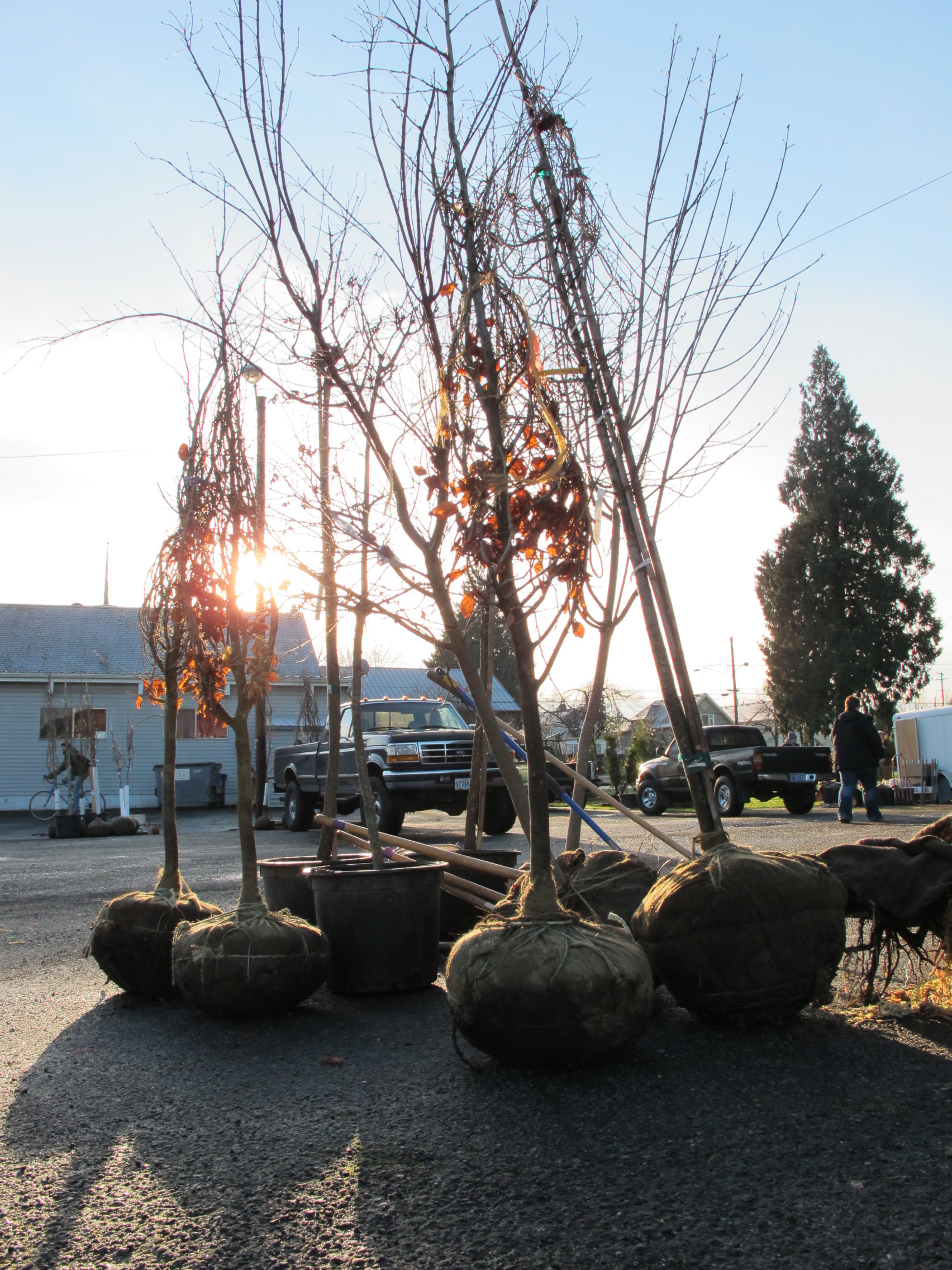 How to Plant a Tree Friends of Trees