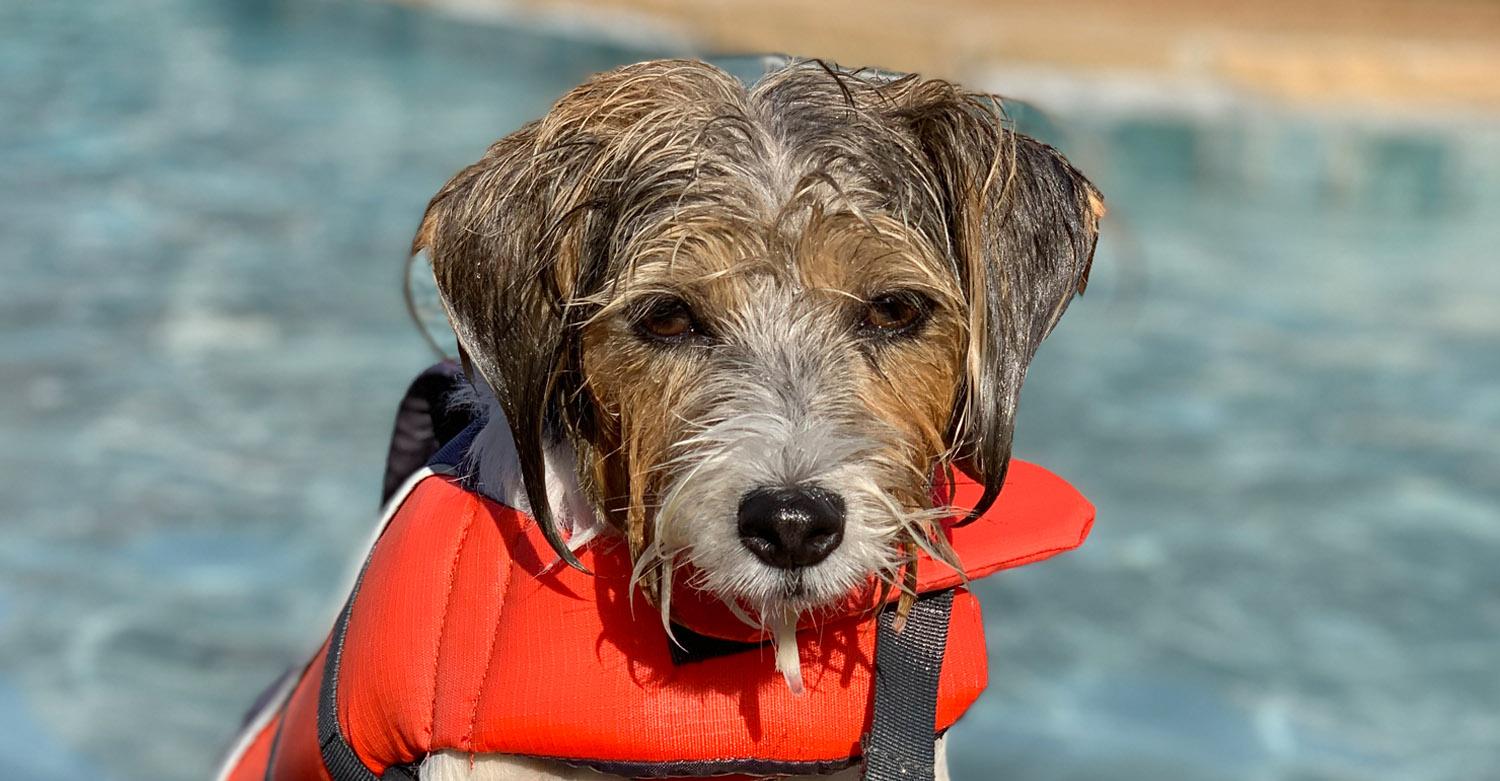 DOG TRAINING Friendsville Animal Center
