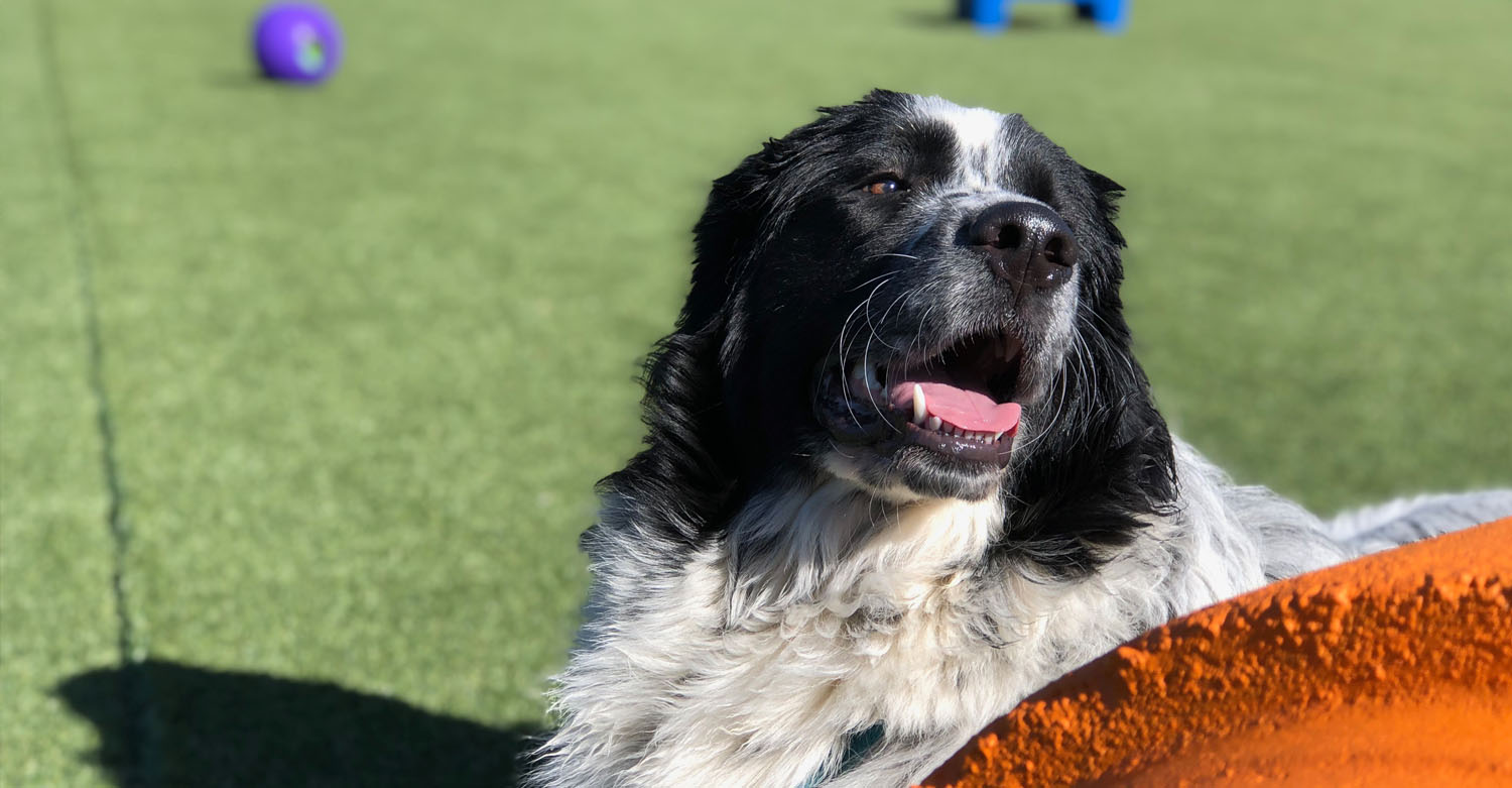 Friendsville Animal Center Pets Belong Here