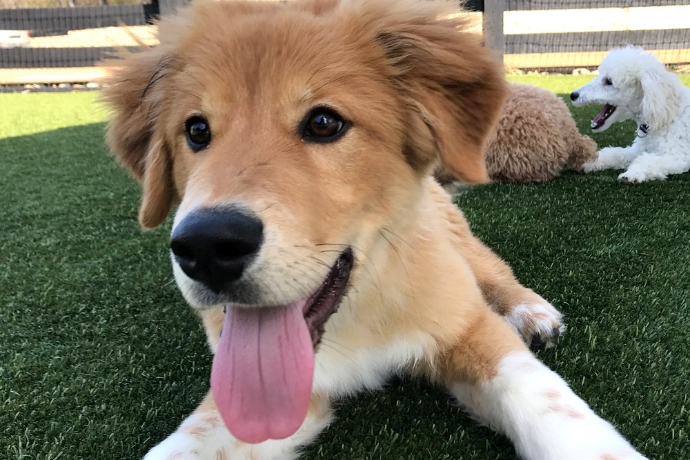 Night Light Puppy Camp Friendsville Animal Center