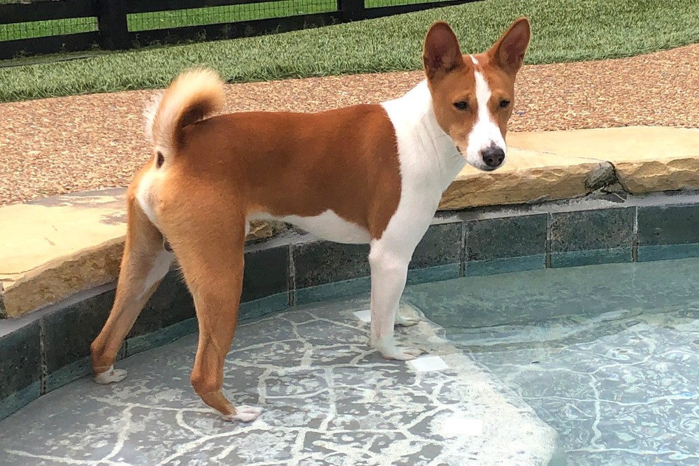 Night Light Puppy Camp Friendsville Animal Center