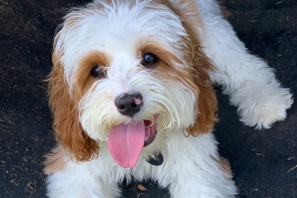 Night Light Puppy Camp Friendsville Animal Center