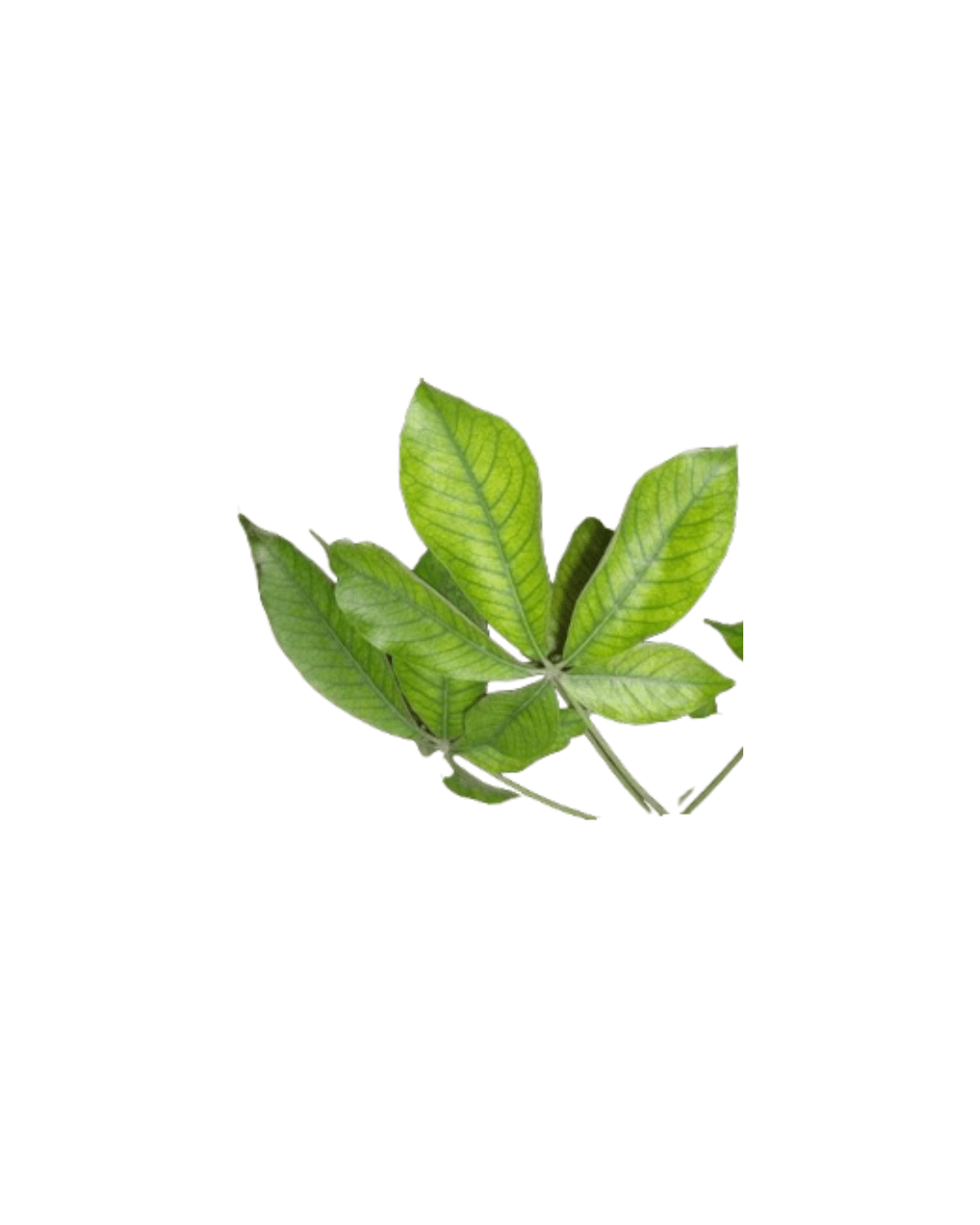 Hoja de Zapote Blanco