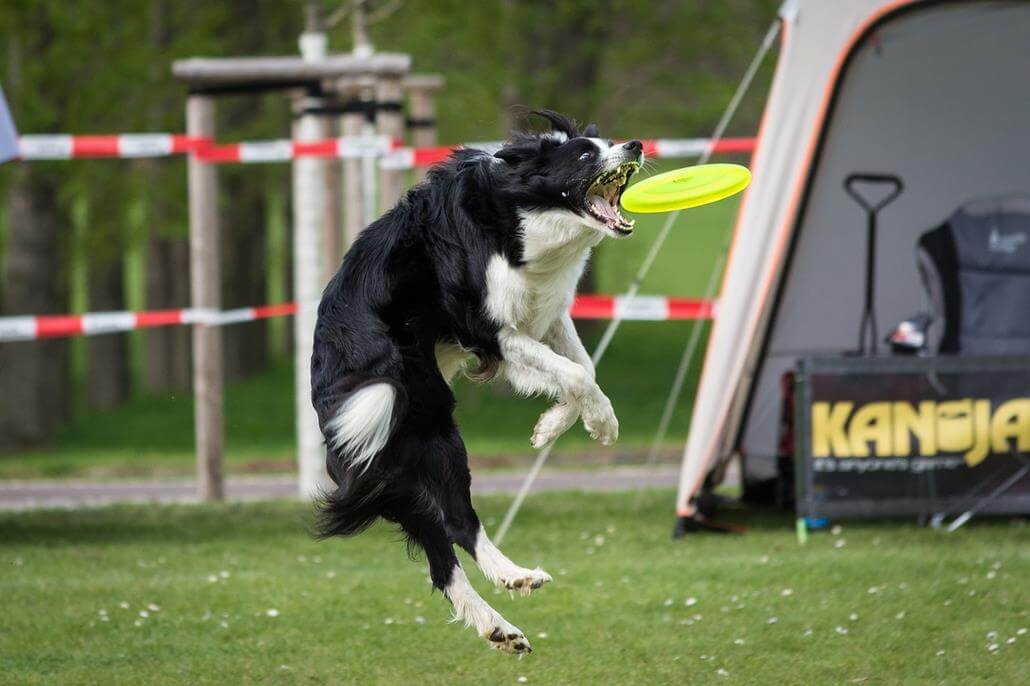 Dog Frisbee lernen und die richtigen Scheiben Empfehlungen