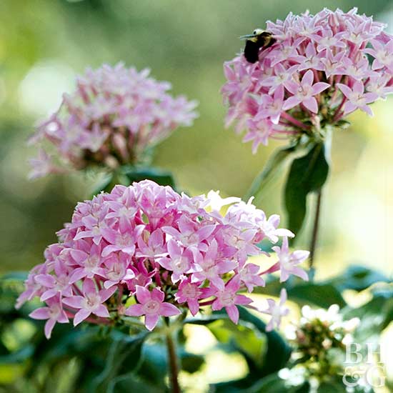 Best Summer Annual Flowers for Texas