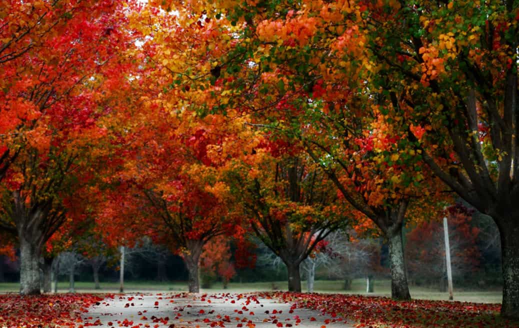 Fall Planting Guide Choosing the Perfect Trees for Your Autumn Garden Frisella Nursery