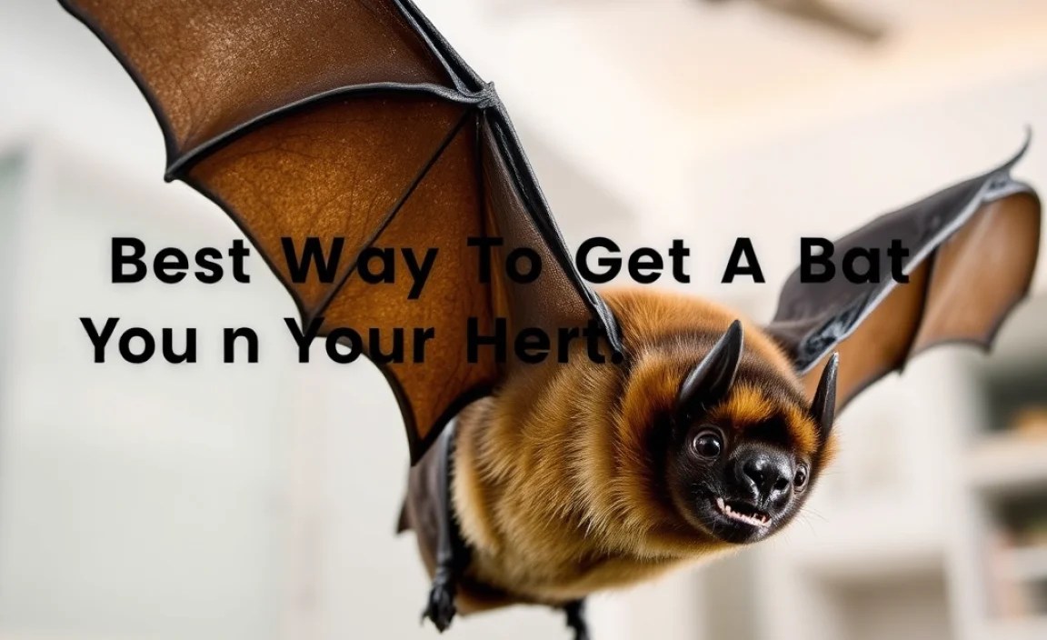 Methods for Bat Removal