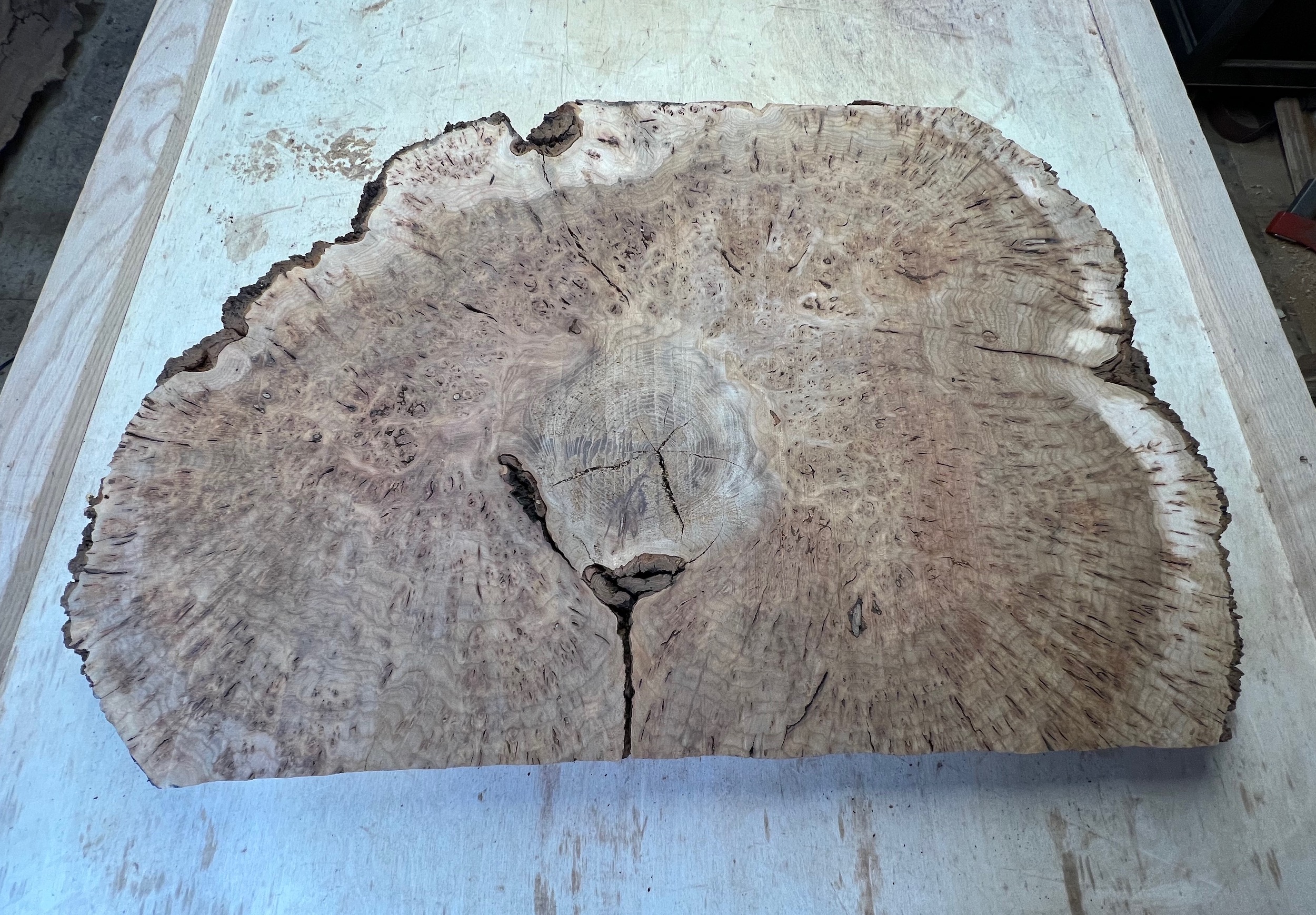 Elm Burl Wood Slab Kiln Dried FrisonLogue Hardwoods