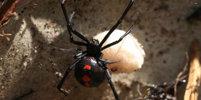 Angst vor Spinnen? 10 faszinierende Fakten über die Schwarze Witwe