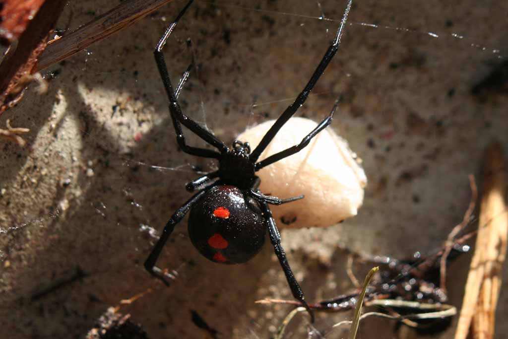 Angst vor Spinnen? 10 faszinierende Fakten über die Schwarze Witwe