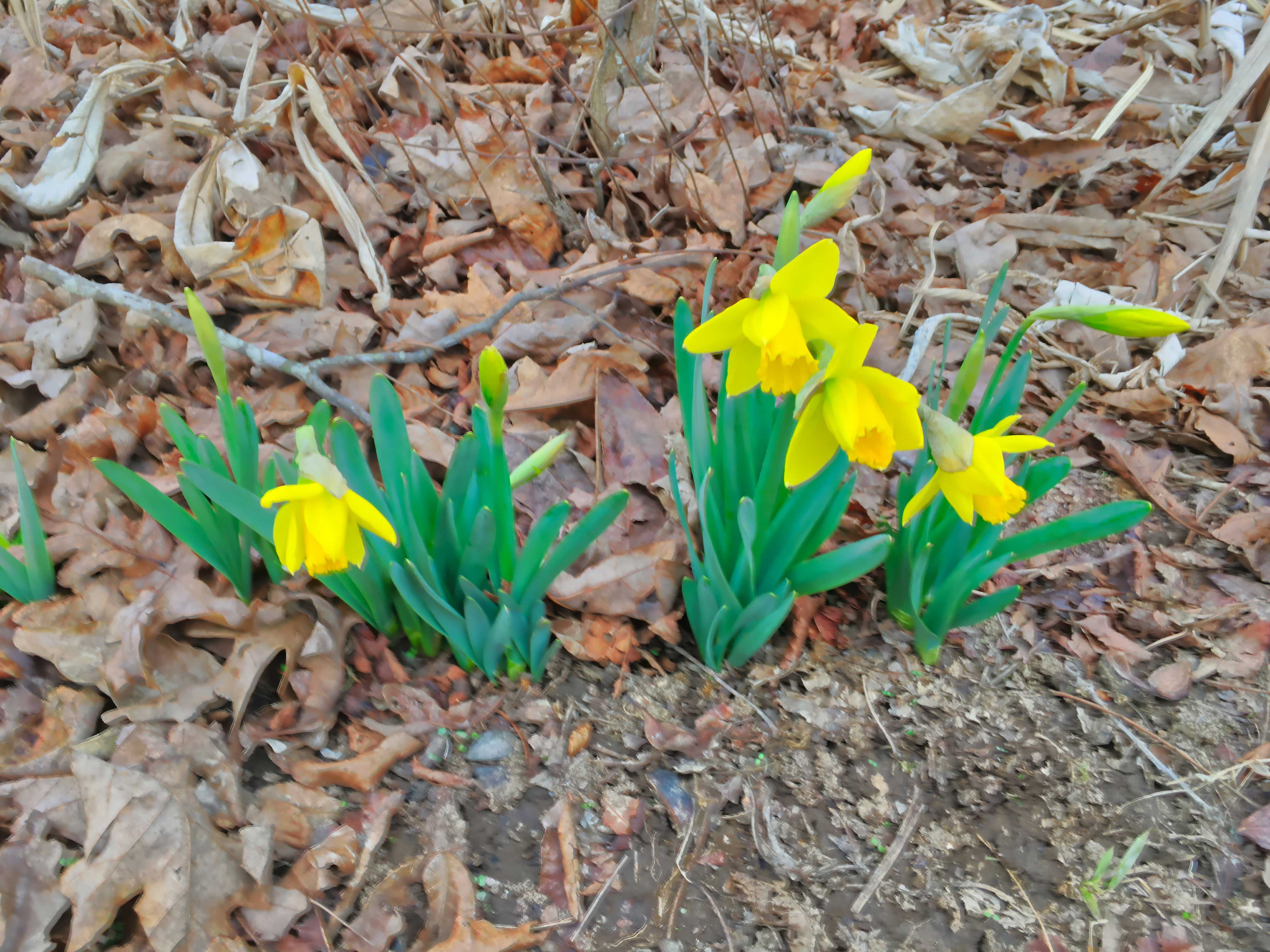 The first daffodils of spring Frogpond Acres