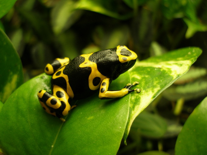 Deforestation and frogs Frogs Are Green