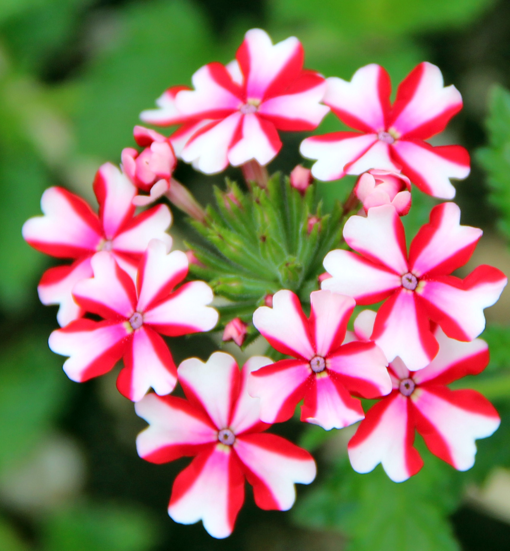 Munich, Germany Botanical Garden at Nymphenburg Frogsview's Blog