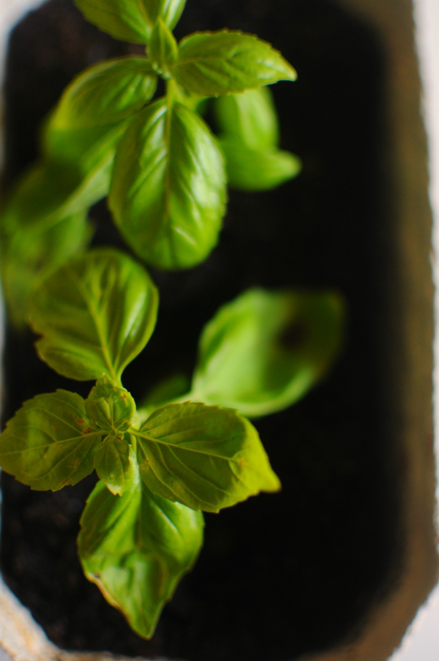 How to Root Basil Cuttings frolic!