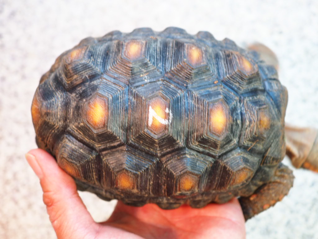 50+アカアシリクガメ 飼育 最高の花の画像