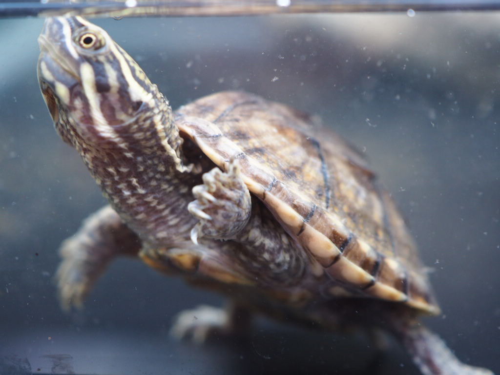 ミシシッピニオイガメ from SCRATCH