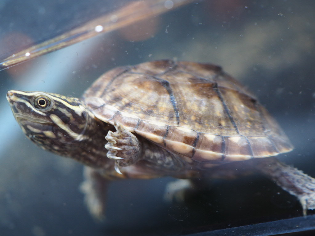 ミシシッピニオイガメ from SCRATCH