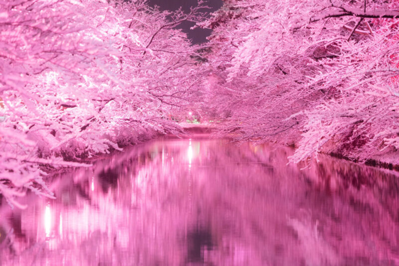 Winter Cherry Blossom Light Up at Hirosaki Castle, Aomori fromJapan