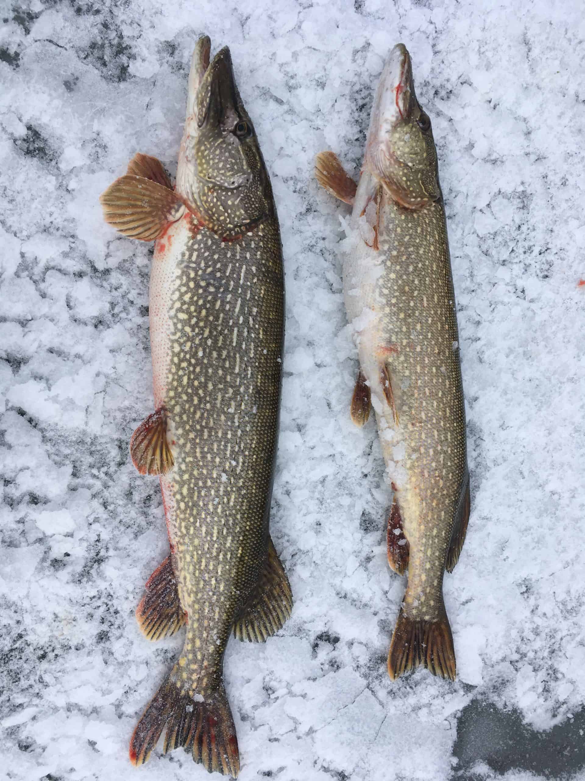 Best Pickled Pike From Michigan To The Table