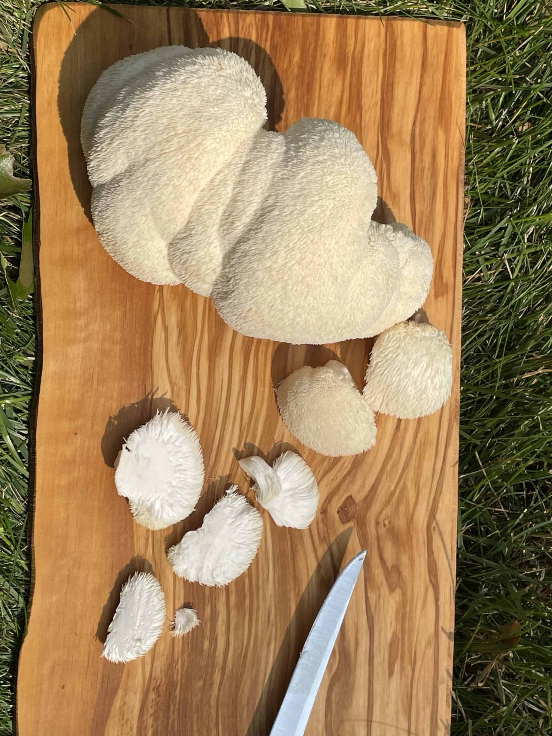 Cooking Lion's Mane Mushroom From Michigan To The Table