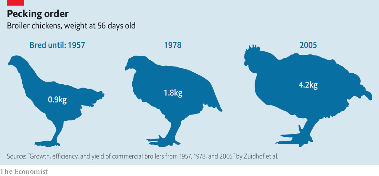 Chicken Brain Size Comparison
