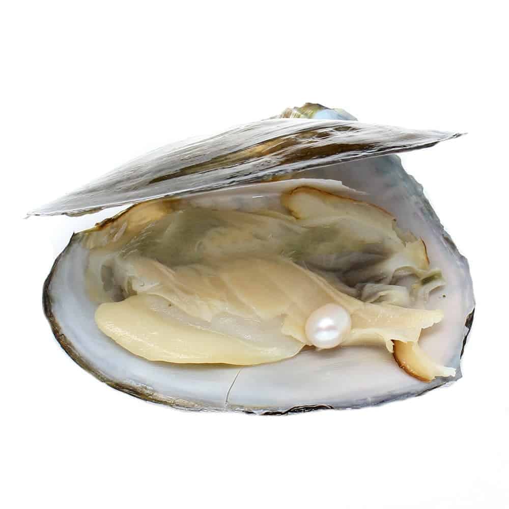 Freshwater Cultured Pearl Oyster, 67mm, Sold By PC,