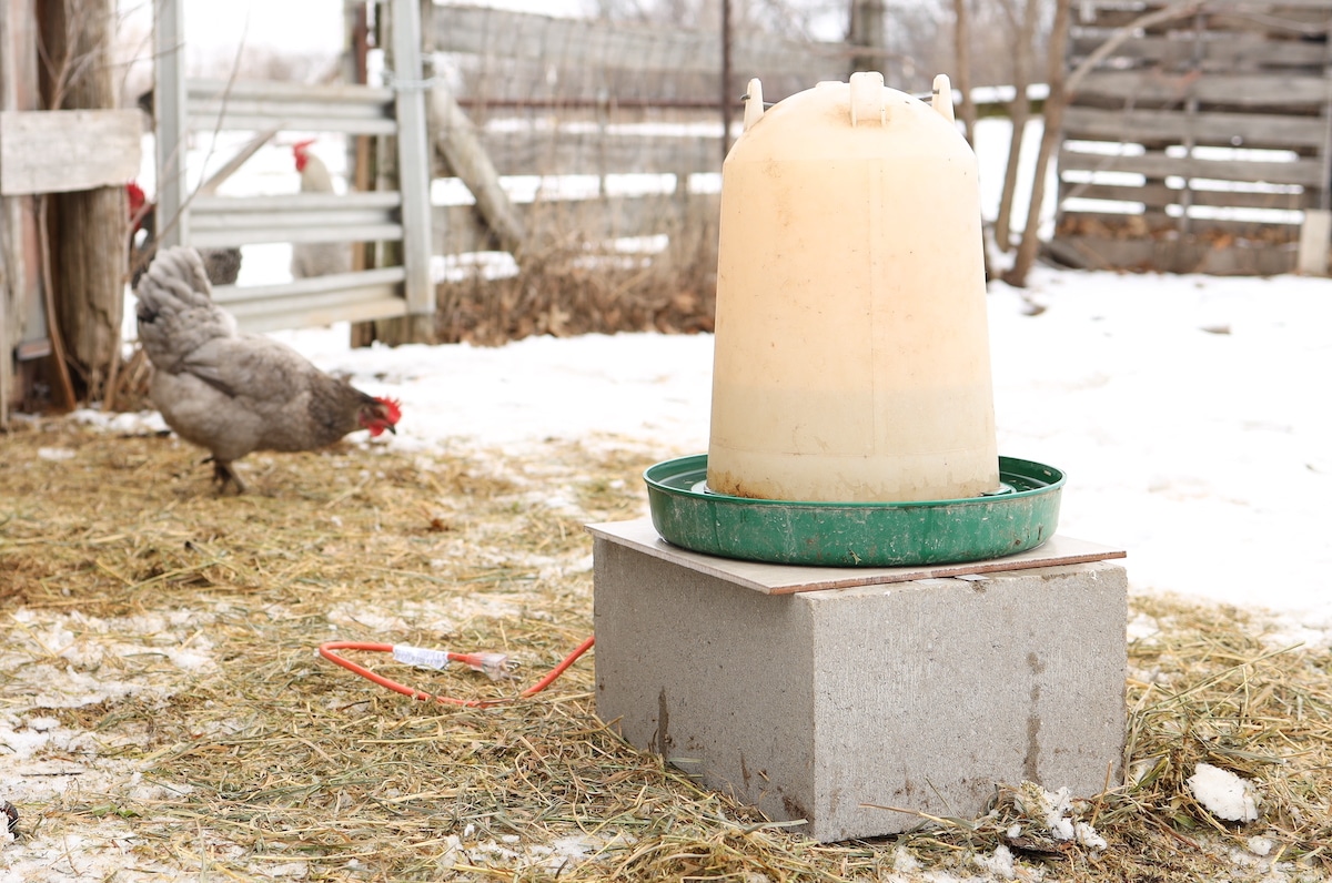Easy DIY Heated Chicken Waterer From Scratch Farmstead