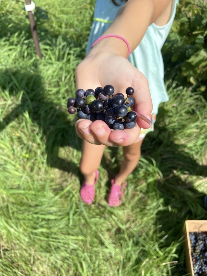 Can You Eat Wild Grapes? 5 Ways to Use Them From Scratch Farmstead