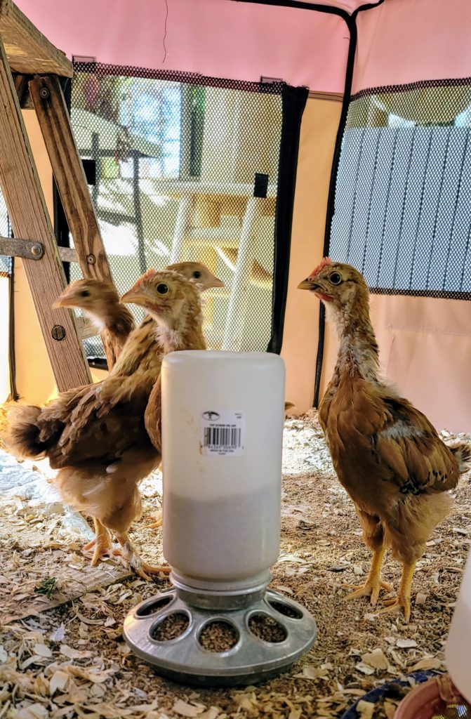 Portable Brooder Pen for Chicks A Secure and Convenient Option