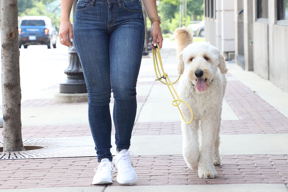 Private Dog Training Lessons Royal Oak Troy Birmingham