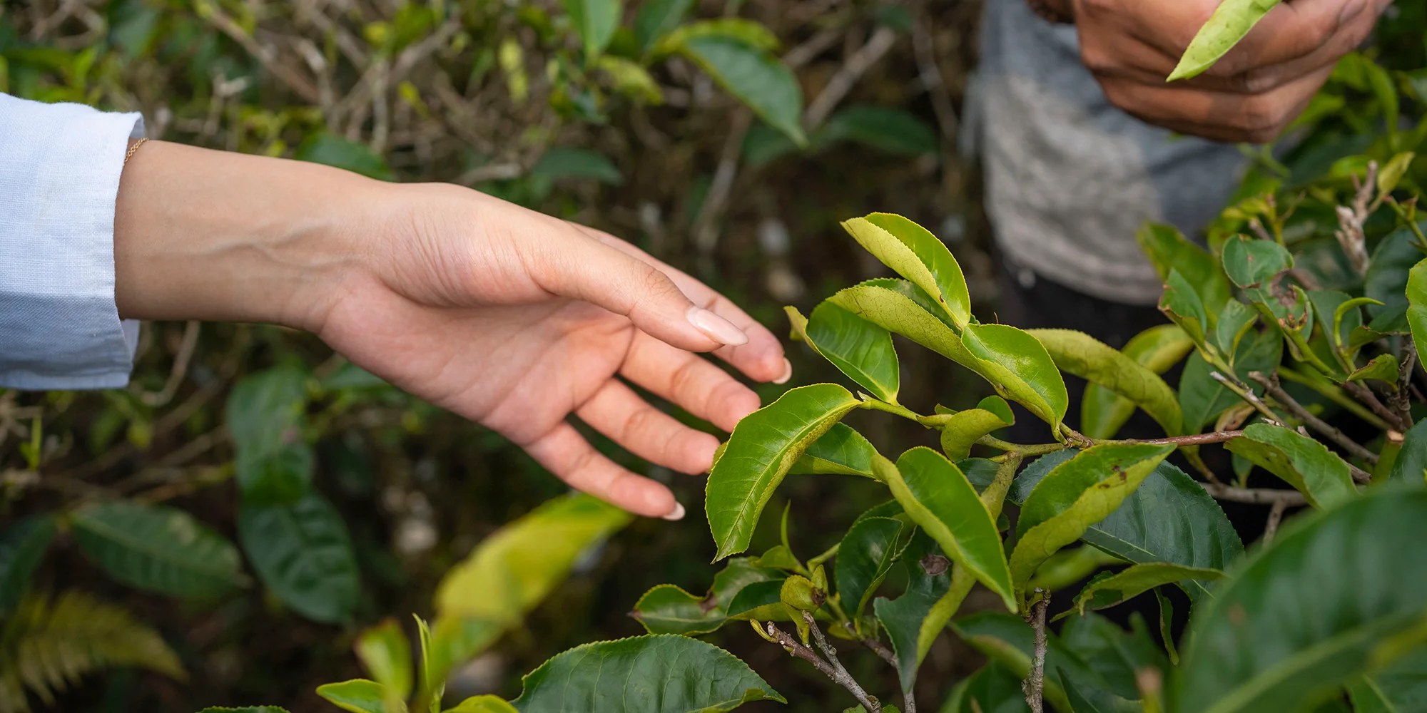 The Benefits of Java Black Tea in Skincare From This Island