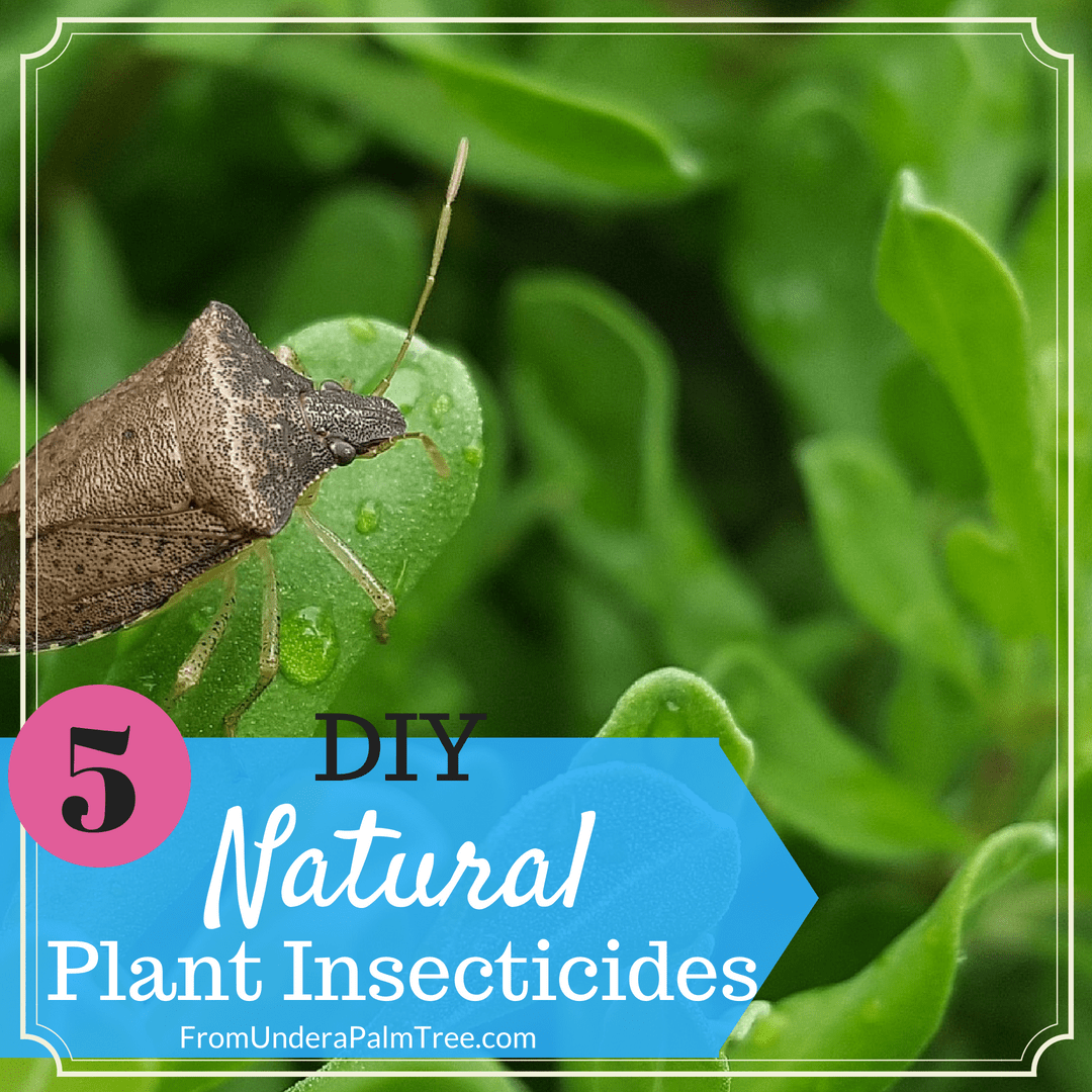 5 DIY Natural Plant Insecticides > From Under a Palm Tree