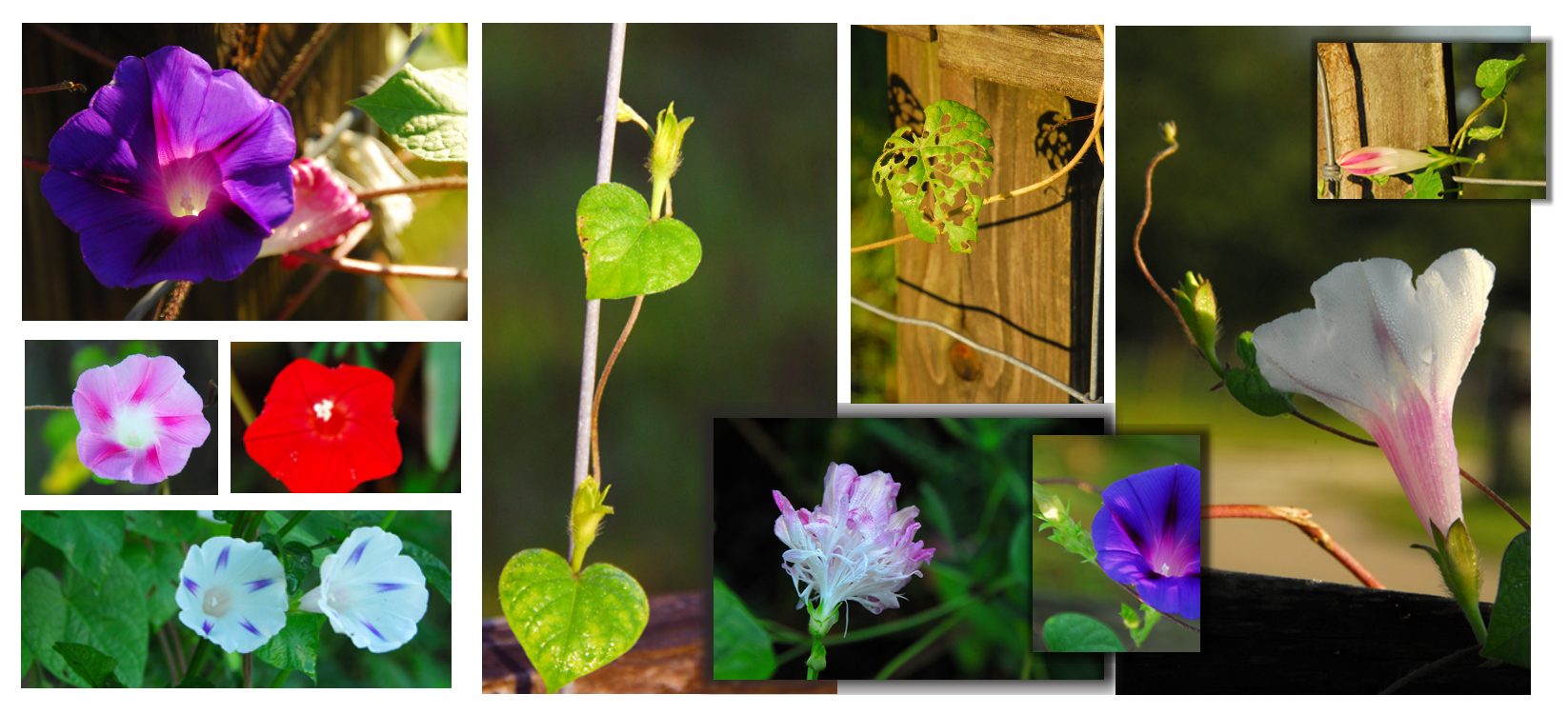 Good Morning Glory. Good Morning. Glory! or Good Morning Glory. fromva2fl