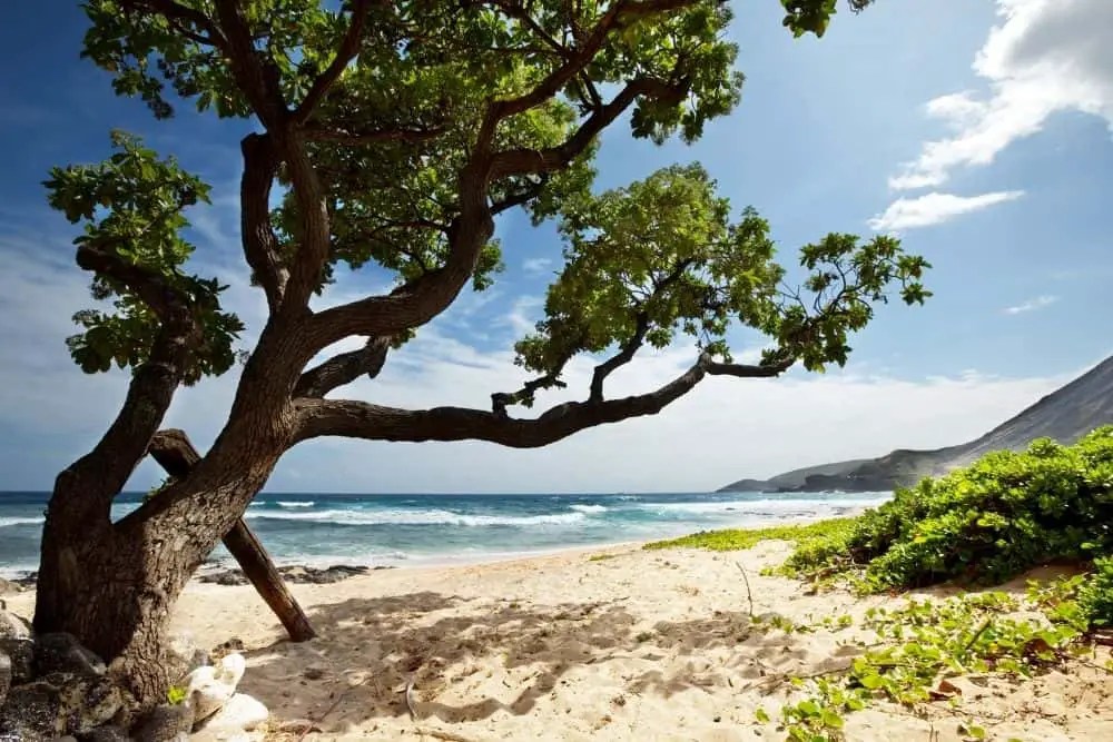 Do I Need Hiking Boots for Hawaii? Your Complete Guide From Your Trails