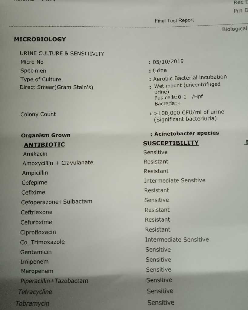 this my 6month babies urine culture report done due to urinary track