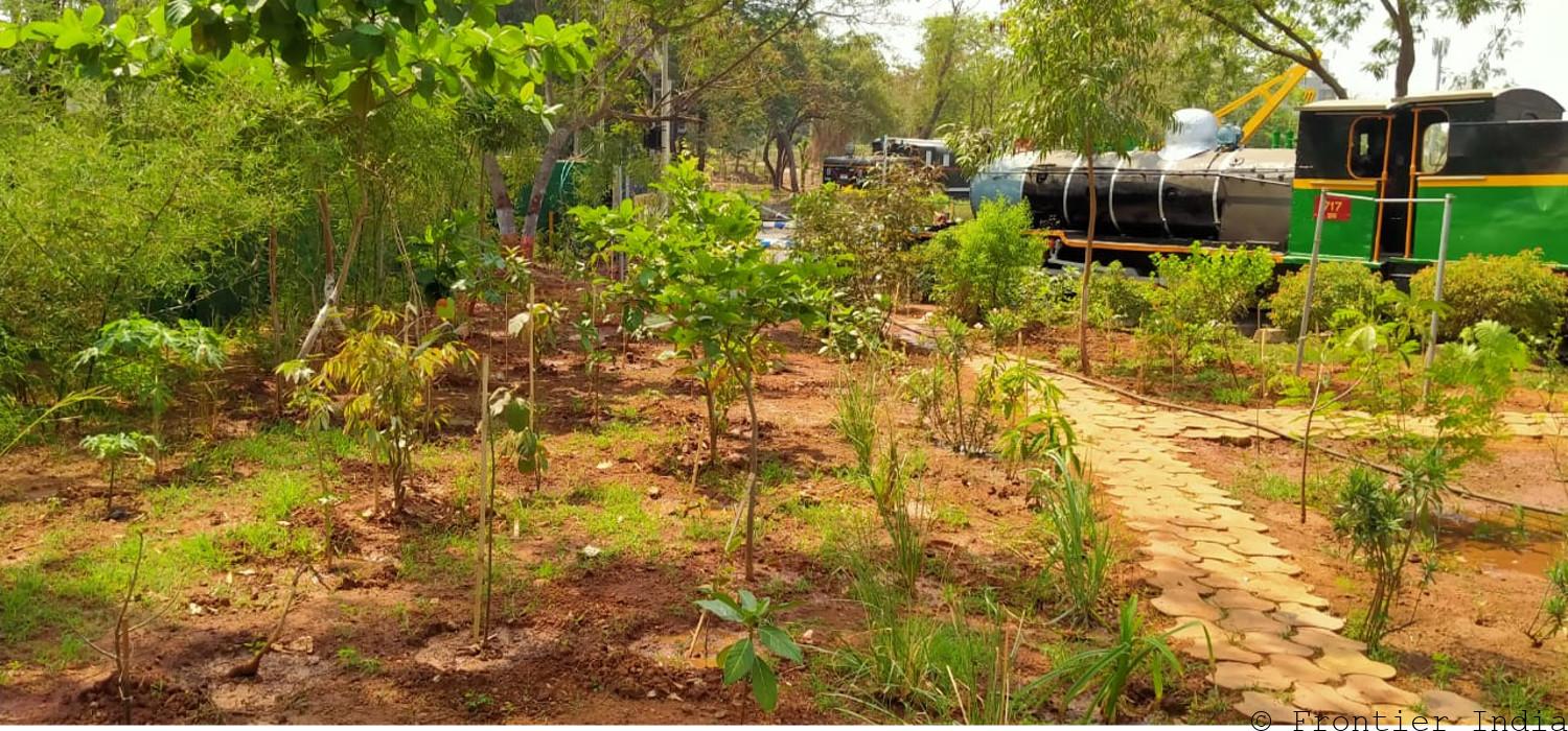 The CSTM Herbal Garden has 120 Medicinal Plants on display