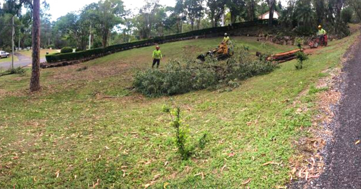 Falling Trees On A Property in Queensland Who Is Liable?