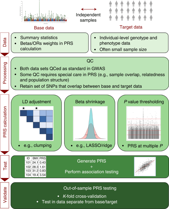 How to perform polygenic risk score analysis