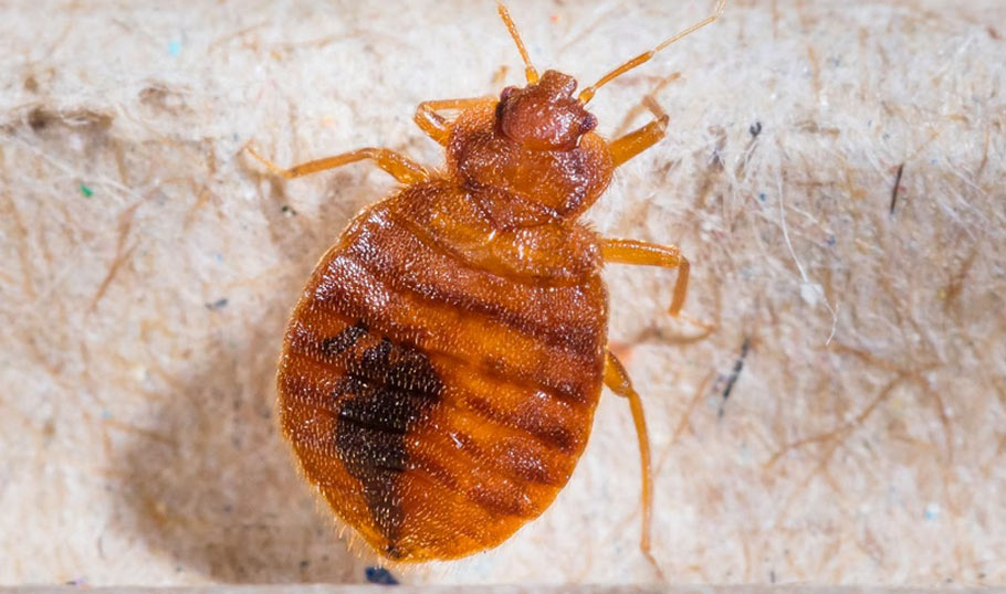 How to Generate More Pest Control Leads