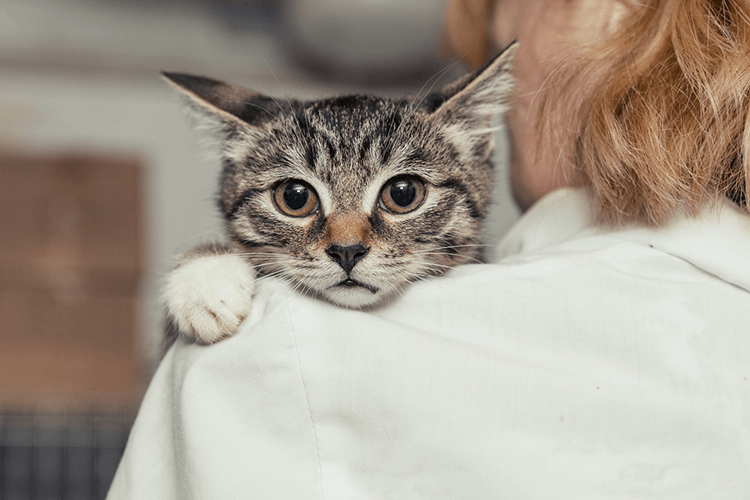 Is Your Cat Stressed? How Cats Calm Themselves CatGazette