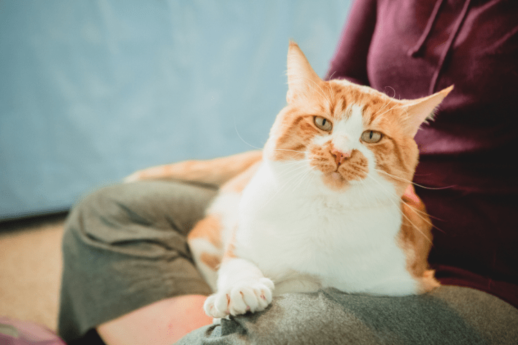 Deaf Cats How to Help Them Thrive in Your Home CatGazette
