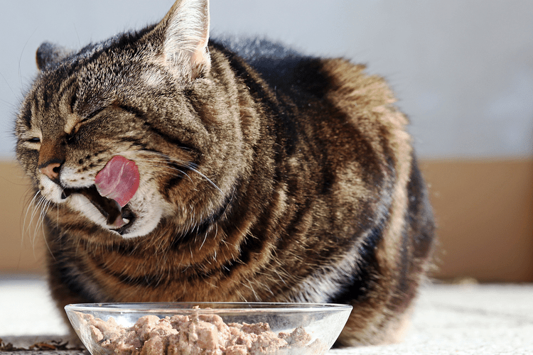 How to Handle a Food Obsessed Cat CatGazette