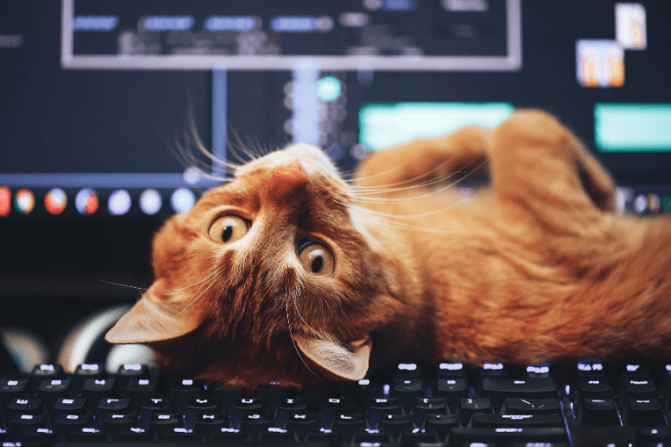Cat Boss How To Work From Home With Your Feline Friend CatGazette