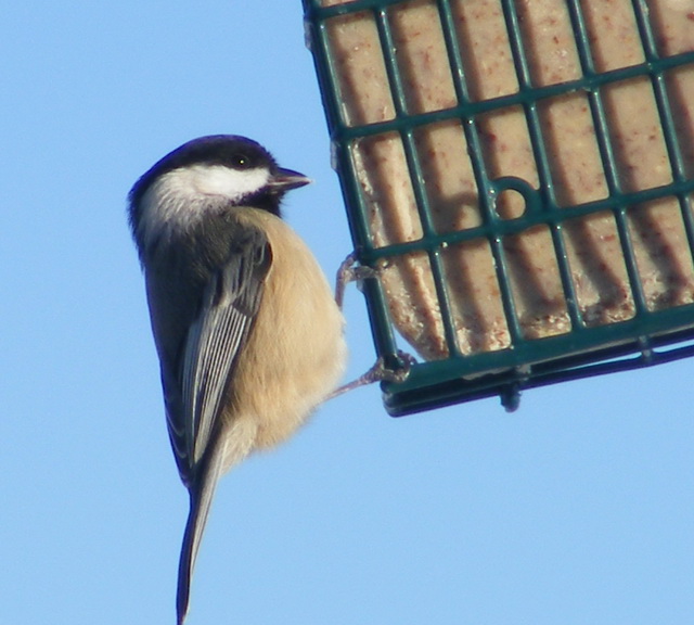Suet Archives Front Range Birding Company
