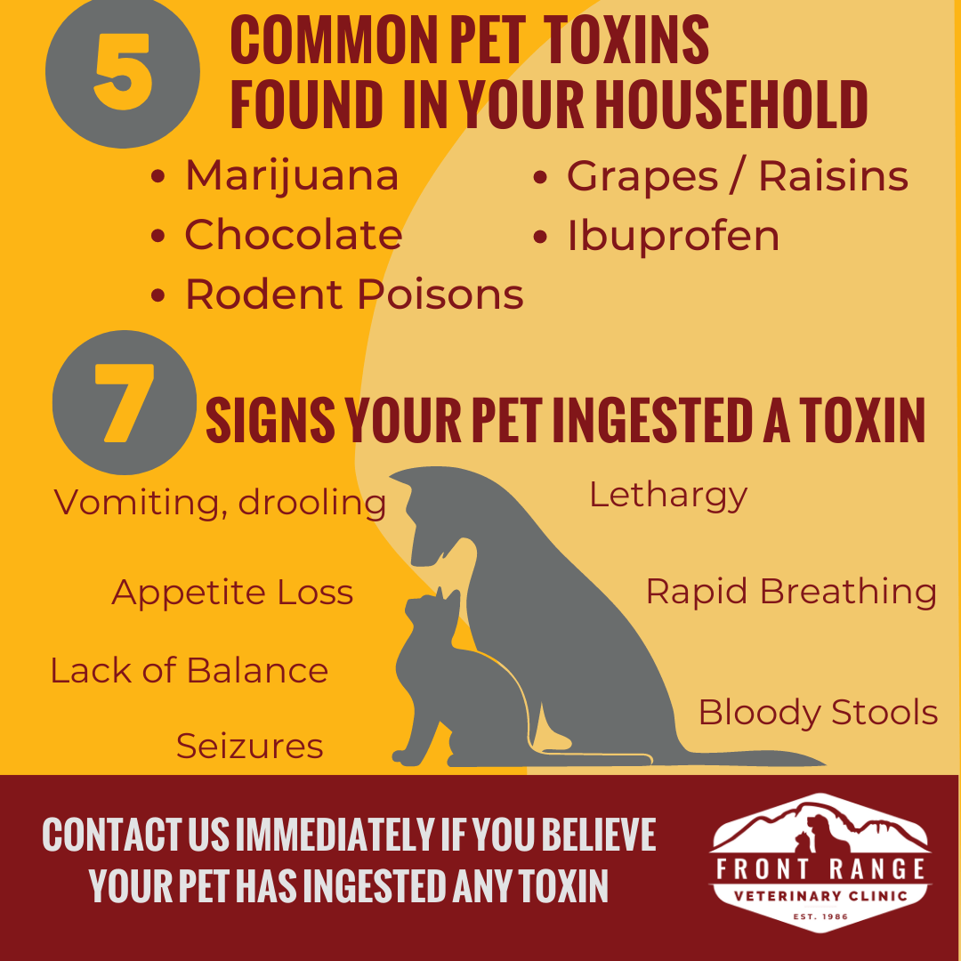 Poison Prevention Awareness Month Front Range Vet Clinic