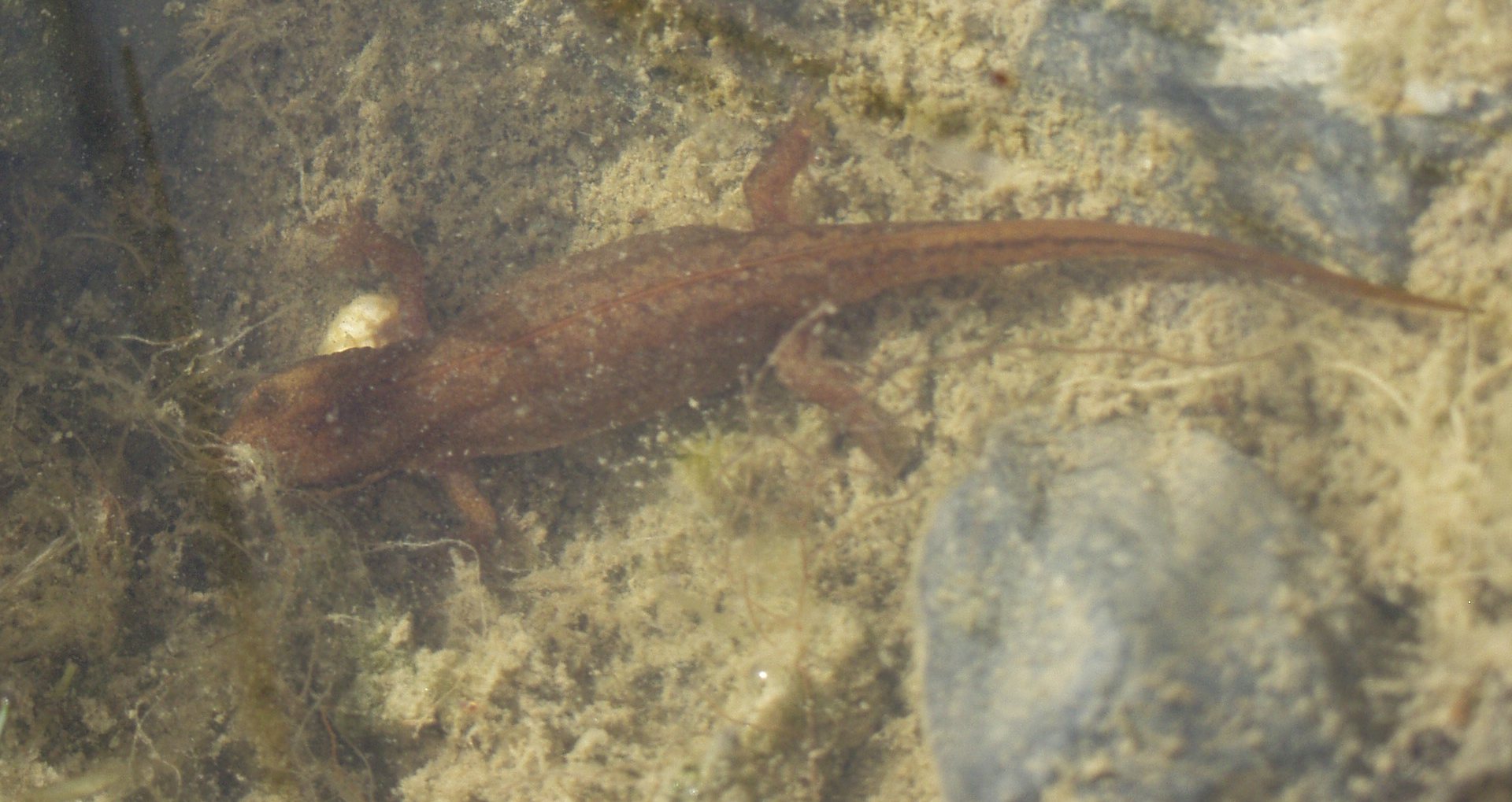 Teichmolch Lissotriton vulgaris
