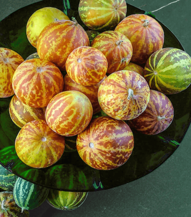 Melon Queen Anne’s Pocket Melon Frøspiren ApS