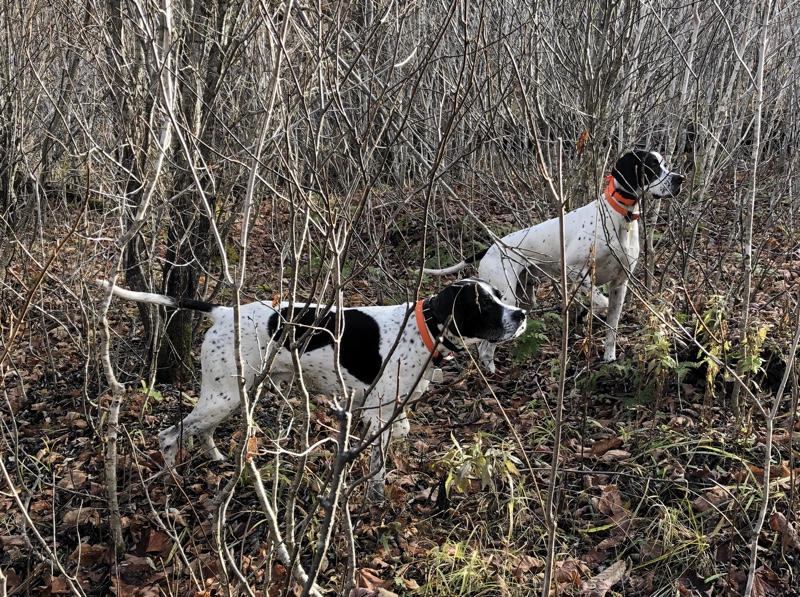 NH Grouse Hunting Update 11/5