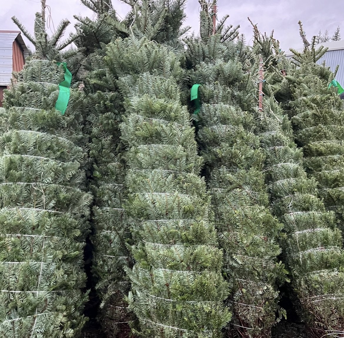 Frosty's Forest Christmas Trees Lots in Yorba Linda, Chino Hills