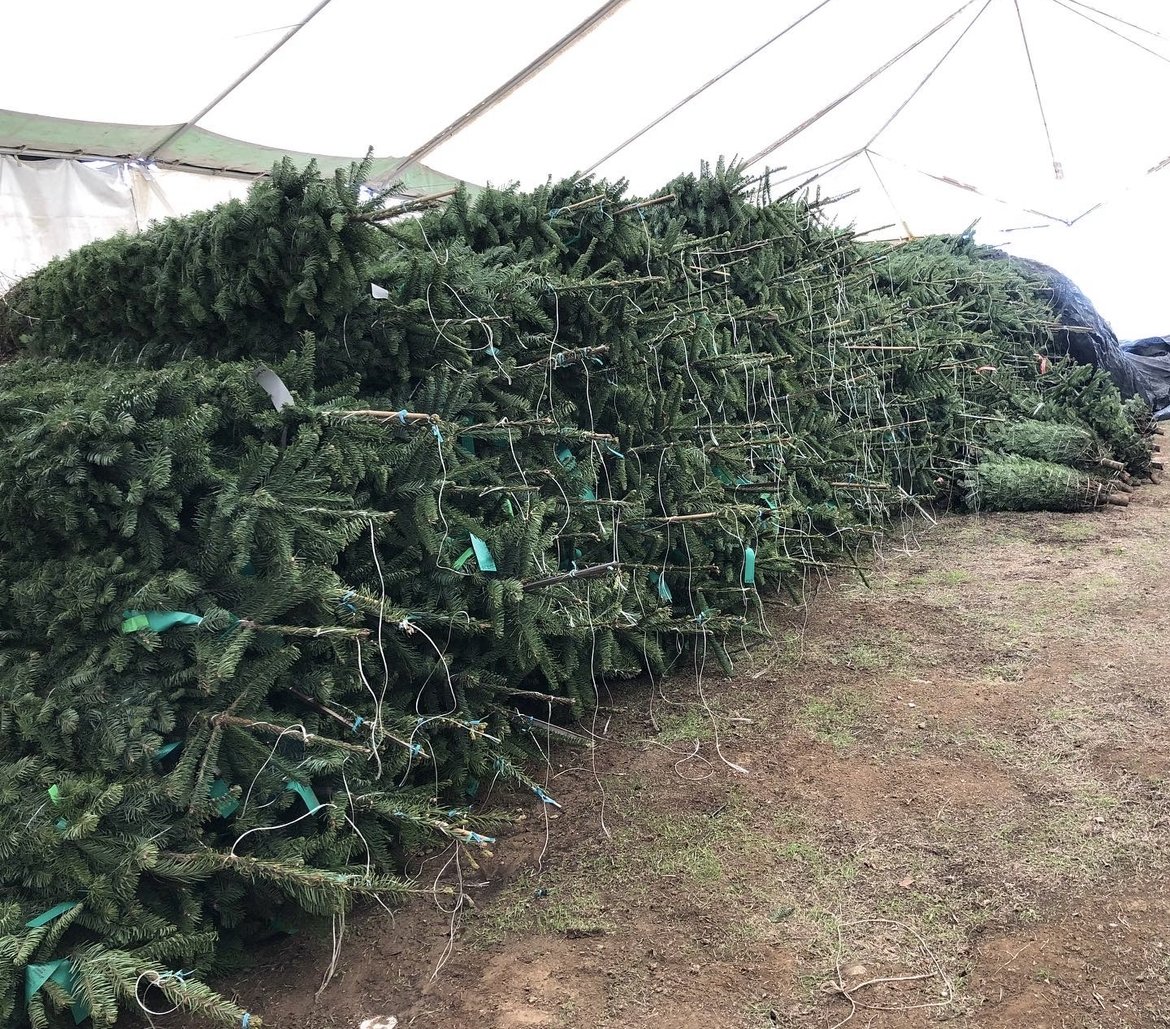 Frosty's Forest Christmas Trees Lots in Yorba Linda, Chino Hills